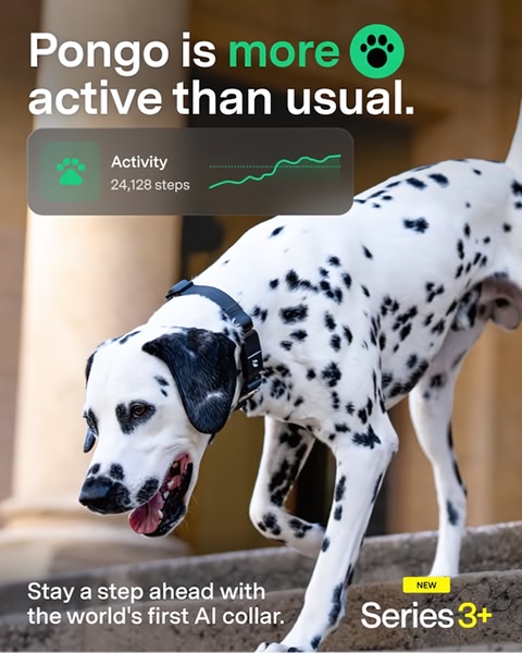 A 4:5 vertical ad featuring a Dalmatian wearing an AI collar, highlighting real-time activity metrics and health tracking capabilities.